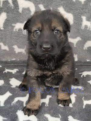 image of puppy