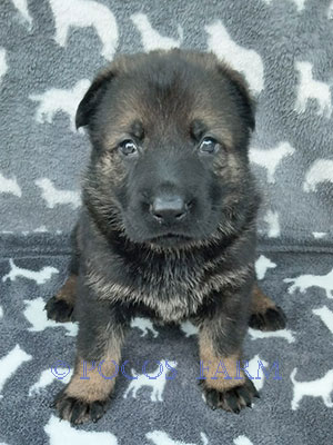 image of puppy