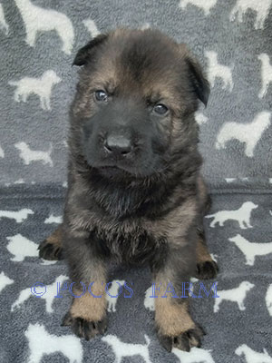 image of puppy