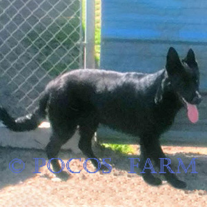 Image of Jetta