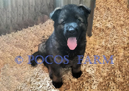 image of puppy