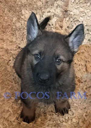 image of puppy