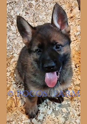 image of puppy