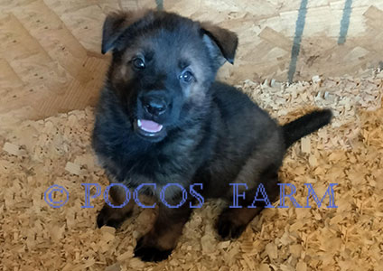 image of puppy