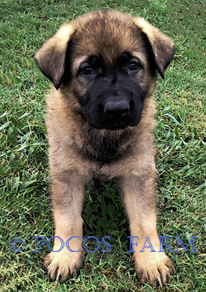 image of puppy