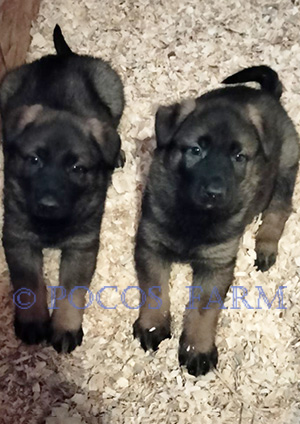 image of puppy