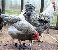 Blue Birchen Marans