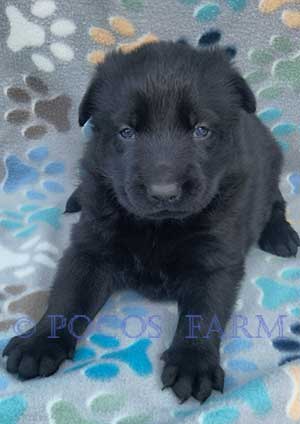 image of puppy