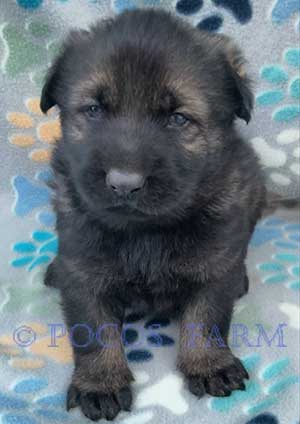image of puppy