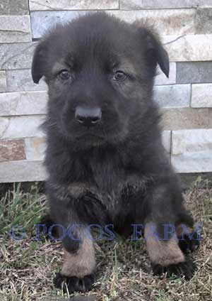 image of puppy