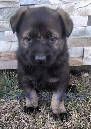 image of puppy