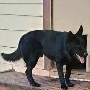Image of Sire Nitro