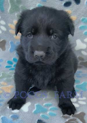 image of puppy