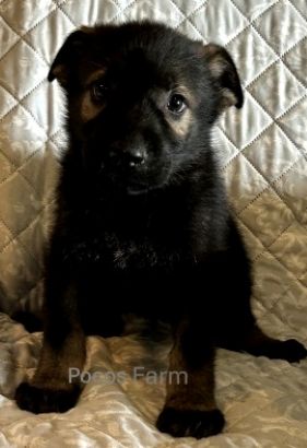 image of puppy