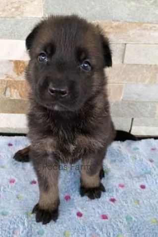image of puppy