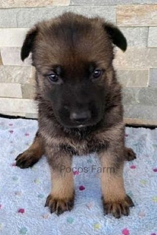 image of puppy