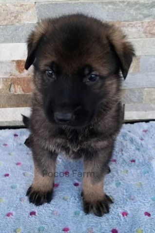 image of puppy