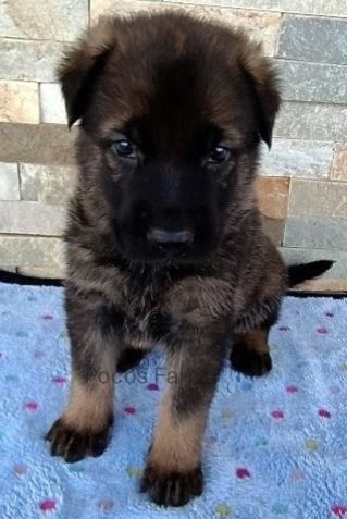 image of puppy